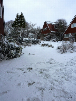 winter 2010 Cedar Way